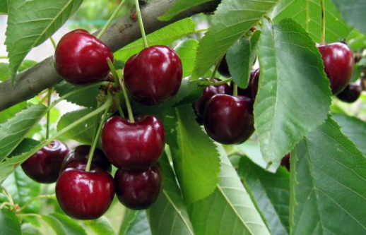 ou trouver un pépiniériste d’arbre fruitier à saint cyr sur mer dans le var