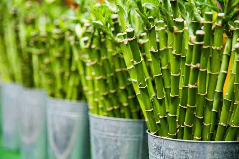 agriculturebamboobotanicalbundle4050341jpg_5ebc0730841eb.jpg