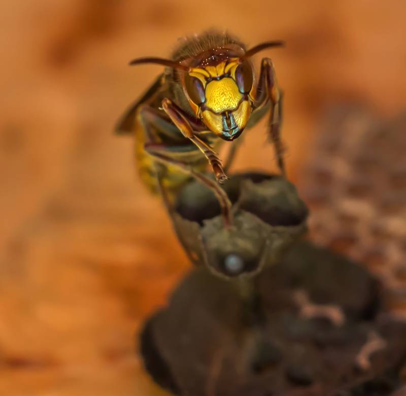 beeblurhornet1051256jpg_5db9aaf9ed74f.jpg