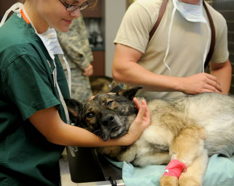 Clinique vétérinaire ophtalmologie pour chien à La Ciotat Vétérinaire des arcades